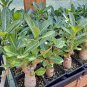 2 Pcs 'Chounv Wudi' Adenium Desert Rose