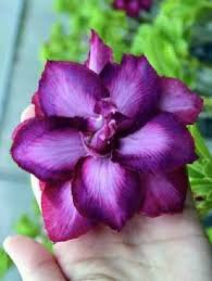 2 Pcs 'Zi Shengnv' Adenium Desert Rose