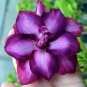 2 Pcs 'Zi Shengnv' Adenium Desert Rose
