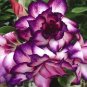 2 Pcs 'Zi Shengnv' Adenium Desert Rose