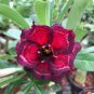 2 Pcs 'Ge Woo' Taiwan Adenium Desert Rose