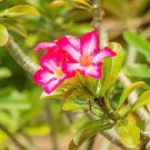 2 Pcs 'Santa Claus' Red Pink Adenium Desert Rose