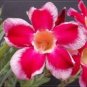 2 Pcs 'Santa Claus' Red Pink Adenium Desert Rose
