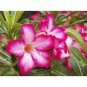 2 Pcs 'Santa Claus' Red Pink Adenium Desert Rose
