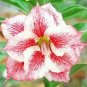2 Pcs 'Lyin eyes' Colorful Adenium Desert Rose