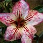 2 Pcs 'Lyin eyes' Colorful Adenium Desert Rose