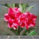 2 Pcs 'abysmal sea' Adenium Desert Rose
