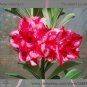 2 Pcs 'abysmal sea' Adenium Desert Rose