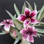 2 Pcs 'Zhu Erdu' Pink Dark Red Adenium Desert Rose