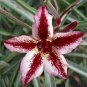 2 Pcs 'Zhu Erdu' Pink Dark Red Adenium Desert Rose