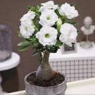 2 Pcs 'Bai Nangzi' White Wrinkled Adenium Desert Rose