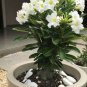 2 Pcs 'Bai Nangzi' White Wrinkled Adenium Desert Rose