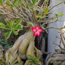 2 Pcs Rare 'Cheng liu' Orange Big-headed Adenium Desert Rose