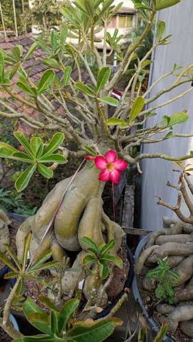 2 Pcs Rare 'Cheng liu' Orange Big-headed Adenium Desert Rose