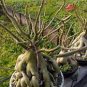 2 Pcs Rare 'Cheng liu' Orange Big-headed Adenium Desert Rose