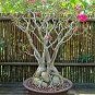 2 Pcs Rare 'Cheng liu' Orange Big-headed Adenium Desert Rose