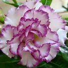 2 Pcs Adenium Obesum 'Doksawai' Desert Rose Flower Seeds
