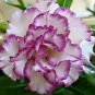 2 Pcs Adenium Obesum 'Doksawai' Desert Rose Flower Seeds