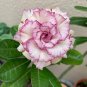 2 Pcs Adenium Obesum 'Doksawai' Desert Rose Flower Seeds
