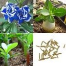 2 Pcs New Rare Blue Desert Rose (Adenium)