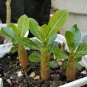2 Pcs New Rare Blue Desert Rose (Adenium)