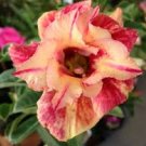 2 Pcs Orange Light Rose Pink Adenium Desert Rose Flower Seeds