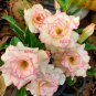 2 Pcs Orange Light Rose Pink Adenium Desert Rose Flower Seeds
