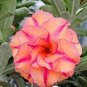 2 Pcs Orange Light Rose Pink Adenium Desert Rose Flower Seeds