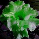 2 Pcs Bright Green Adenium Desert Rose Flower Seeds