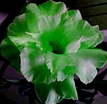 2 Pcs Bright Green Adenium Desert Rose Flower Seeds