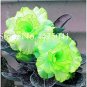2 Pcs Bright Green Adenium Desert Rose Flower Seeds