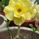 2 Pcs Golden Adenium Desert Rose Flower Seeds