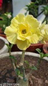 2 Pcs Golden Adenium Desert Rose Flower Seeds