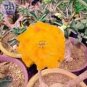 2 Pcs Golden Adenium Desert Rose Flower Seeds