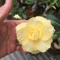 2 Pcs Golden Adenium Desert Rose Flower Seeds