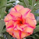 2 Pcs Adenium Redish Orange Petals Dark Red Centre Edge Flower Seeds