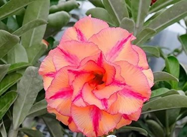 2 Pcs Adenium Redish Orange Petals Dark Red Centre Edge Flower Seeds
