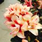 2 Pcs Adenium Redish Orange Petals Dark Red Centre Edge Flower Seeds