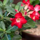 2 Pcs Adenium Whitish Red Petal Flower Seeds
