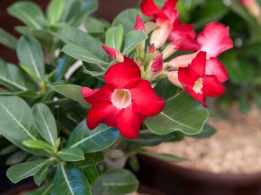 2 Pcs Adenium Whitish Red Petal Flower Seeds