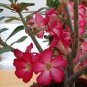 2 Pcs Adenium Whitish Red Petal Flower Seeds