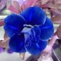2 Pcs Adenium Sky Blue Petal Flower Seeds