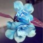 2 Pcs Adenium Sky Blue Petal Flower Seeds