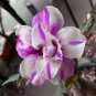 2 Pcs Adenium White Petals Purple Stripe Spot Flower Seeds