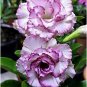 2 Pcs Adenium White Petals Purple Stripe Spot Flower Seeds