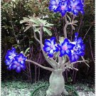 2 Pcs Adenium Dark Blue Petals Light Pink Eye Flower Seeds 2 Pcs Adenium Dark Blue Petals Light Pink Eye Flower Seeds