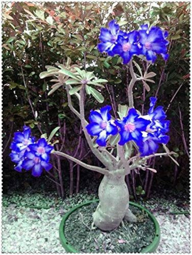 2 Pcs Adenium Dark Blue Petals Light Pink Eye Flower Seeds