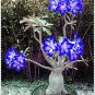 2 Pcs Adenium Dark Blue Petals Light Pink Eye Flower Seeds
