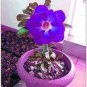 2 Pcs Adenium Dark Blue Petals Light Pink Eye Flower Seeds
