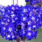 2 Pcs Adenium Dark Blue Petals Light Pink Eye Flower Seeds